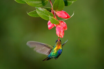 Fiery-throated Hummingbird, Panterpe insignis, shiny colorful bird in flight. Wildlife flight action scene from tropical forest in dark habitat. Mountain bright animal from Costa Rica.
