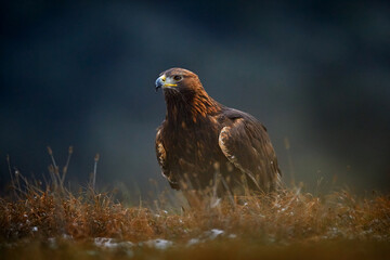 Portrait of Golden Eagle, sitting in the brown grass. Wildlife scene from nature. Summer day in the meadow. Brown big bird of prey hidden in the grass.