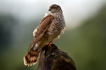 Sparrowhawk, Accipiter nisus, sitting green tree trunk in the forest, back light. Wildlife animal scene from nature. Hawk bird in the winter forest habitat, Poland