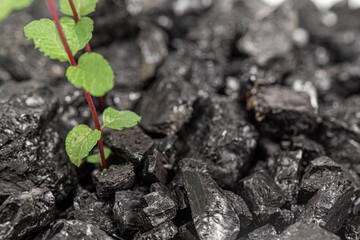 coal raw with plant illustrated