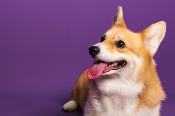 Portrait of a pembroke welsh corgi dog wearing blue bandana tie looking at the camera with mouth open seen from the front on a purple background - Powered by Adobe