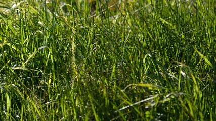 green grass background