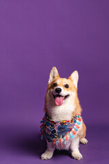 Portrait of a pembroke welsh corgi dog wearing blue bandana tie looking at the camera with mouth open seen from the front on a purple background