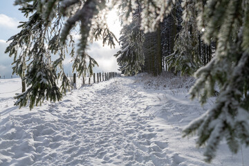 Schneebedeckter Weg am Waldrand mit Nadelbäumen.