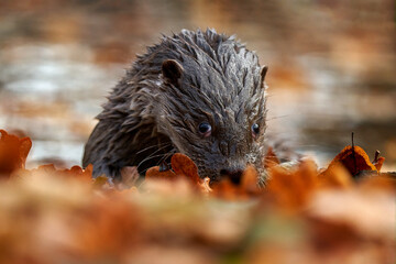 Otter, autumn orange wildlife. Eurasian otter, Lutra lutra, detail portrait of water animal in the nature habitat, Germany, water predator. Animal from the river, wildlife from Europe.