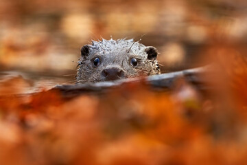 Otter, autumn orange wildlife. Eurasian otter, Lutra lutra, detail portrait of water animal in the...