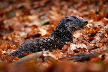 Otter, autumn orange wildlife. Eurasian otter, Lutra lutra, detail portrait of water animal in the nature habitat, Germany, water predator. Animal from the river, wildlife from Europe.