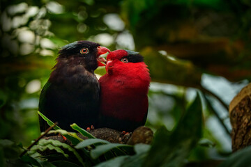 Charmosyna papou, Papuan lorikeet, also known as Stella's lorikeet parrot. Red and melanistic morph of rare bird from Papua in Asia. Two birds, black and red in the tropic green forest. Parrots love.