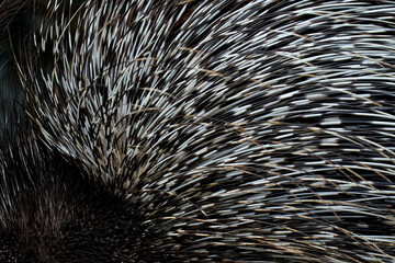 prickle quill thorn detail of Porcupine, close-up portrait. Cape porcupine, Hystrix africaeaustralis, cute animal in nature, Kruger NP, South Africa. Prickle quill black animal. © ondrejprosicky