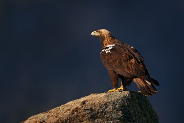 Iberian Imperial Eagle, Aquila adalberti, rare bird of prey on the rock habitat, Sierra de Andújar, Andalusia, Spain in Europe. Egle in the nature stone habitat.