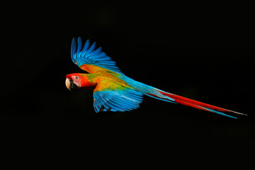 hybrid Ara macao x Ara ambigua form, in tropical forest, Costa Rica. Red hybrid parrot in forest. Rare Macaw parrot flying in dark green vegetation. Wildlife scene tropical nature.  © ondrejprosicky