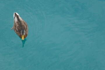 Ente im Weissensee