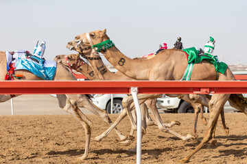 Camel race at Al Wathba in Abu Dhabi, UAE
