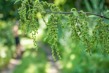 A young plant of green color grows in the garden