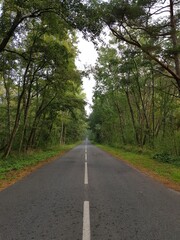 Fototapeta na wymiar Empty asphalt road among the forest
