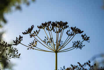 Dry umbrellas with seeds of a dill plant on a background of blue sky