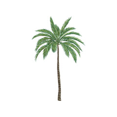 palm tree vector illustration isolated on white © Kareemov