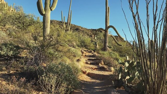 Hiking at a trail at the Bajada loop at Saguaro National Park, Tucson, USA. Move in. Tracking