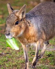 Beautiful Patagonian Mara eating lettuce