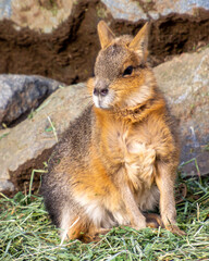 Beautiful baby Patagonian Mara