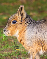 Beautiful baby Patagonian Mara