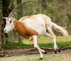 Beautiful Scimitar-horned oryx antelope running