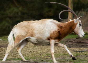 Naklejka na ściany i meble Beautiful Scimitar-horned oryx antelope running
