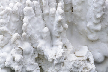 Coral de piedra blanca