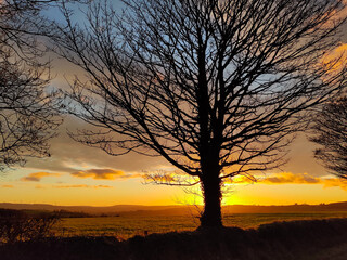 Fototapeta na wymiar Winter tree silhoutte agains setting sun in rural Ireland