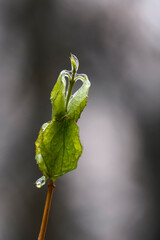 Frozen branches and leaves of the bush. Ice covered branches and leaves after freezing rain falls.