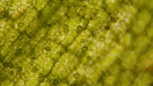 Chloroplast under a microscope. Chloroplasts in plant cells. Cell structure view of leaf surface showing plant cells under microscope for education. Green plant cells under microscope. GMO. DNA.