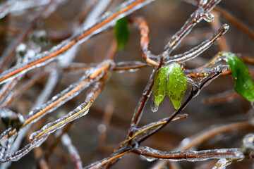 Frozen branches and leaves of the bush. Ice covered branches and leaves after freezing rain falls.