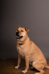 Happy, curious dog Mixed breed, isolated on a colorful background