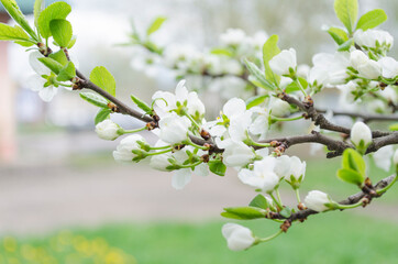 Spring flowers. Blooming apple tree in spring.