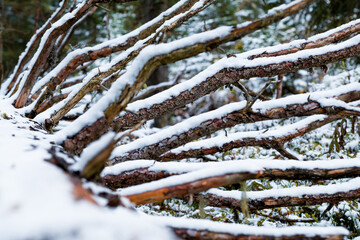 Snow covered dead wood in the forest near Lauterbrunnen (Switzerland)