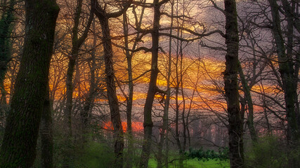 sunset sky through the forest trees