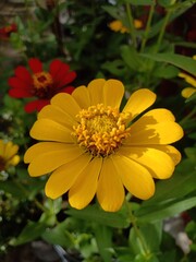 yellow flower in the garden