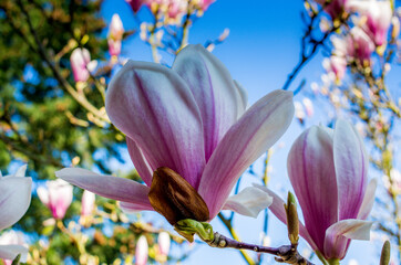 Detailed Detailed view Flowers of a magnolia, violet white flowers. Hight Quality Photo