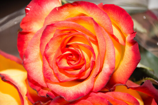 Beautiful red-yellow rose in a bouquet close-up macro
