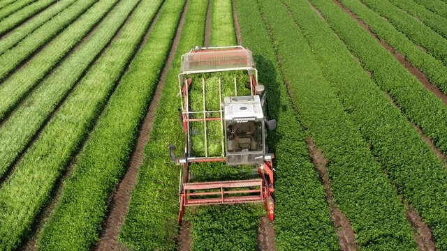 Parsley Harvester processing rows, Aerial view.