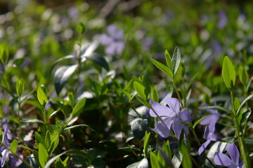 wild perivinc -Vinca Minor- in the undergrowth