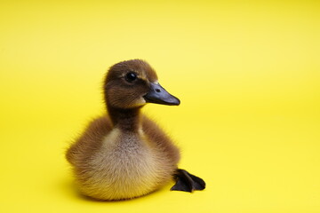 cute young duck on yellow isolated background.