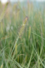 Fountain grass Hameln