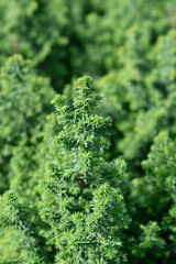 Top Point Atlantic white cypress
