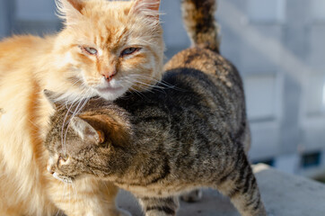Two friendly tabby cats close together, orange tabby cat looking at camera while the other tabby cat is looking to the side