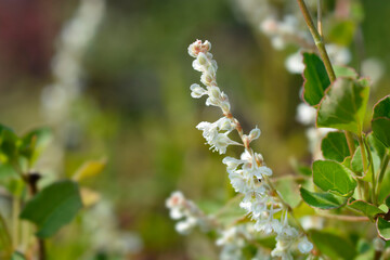 Silver lace vine