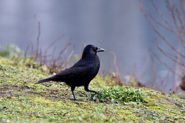Krähe