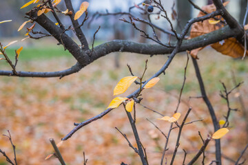 Branches with latest golden leaves in autumn. Yellow leaves on a branch in late autumn