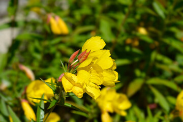 Narrowleaf evening primrose