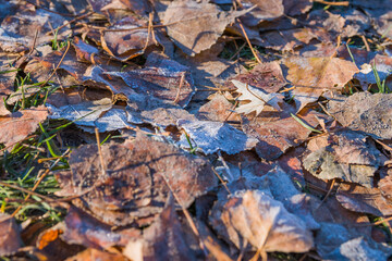 Fallen leaves in the hoarfrost in an early winter morning. Early winter and frost on fallen leaves